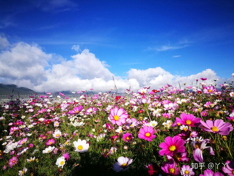 定制旅行管理与服务专业就业方向探秘